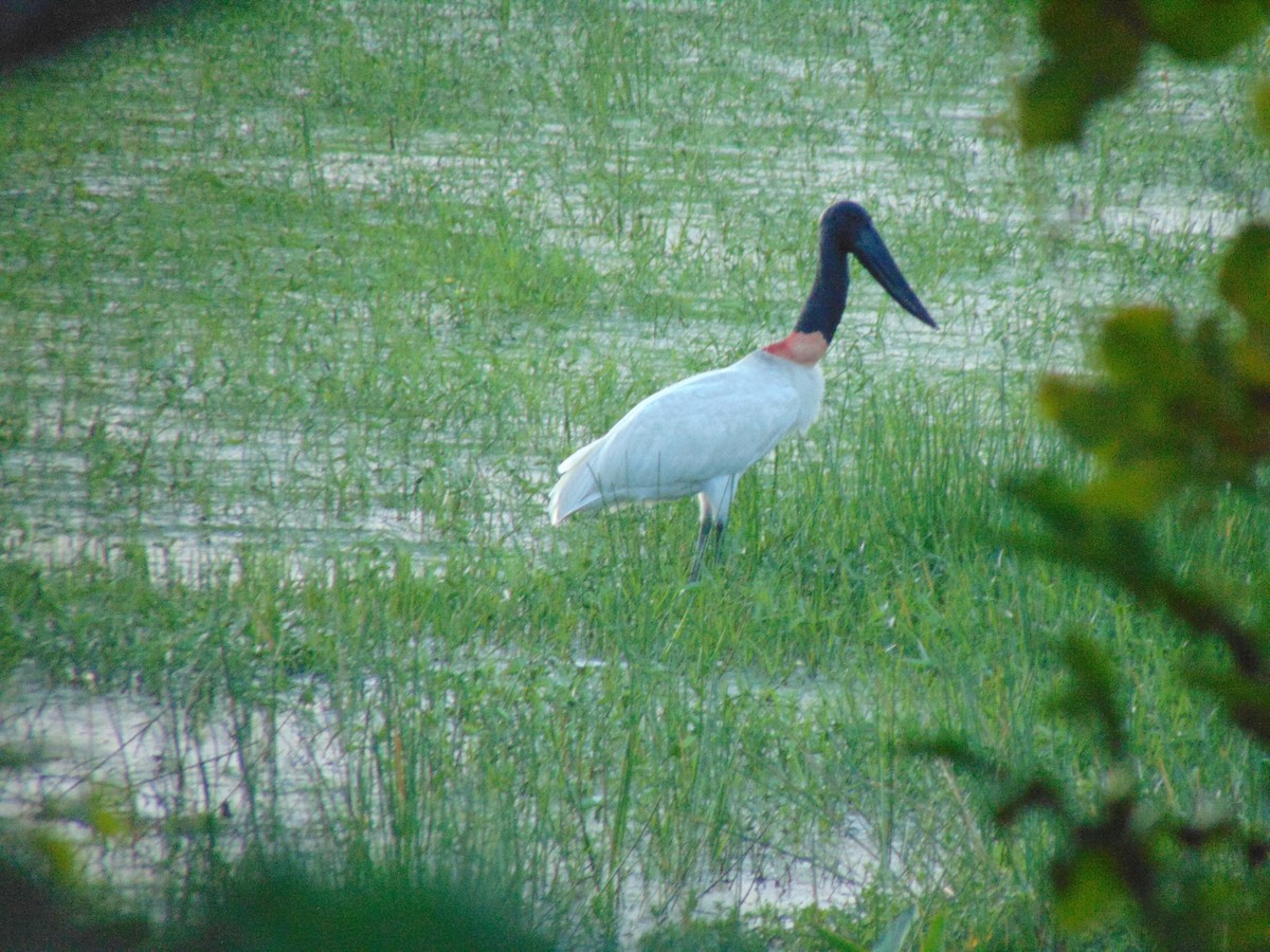 Jabiru - Adriana Rojas