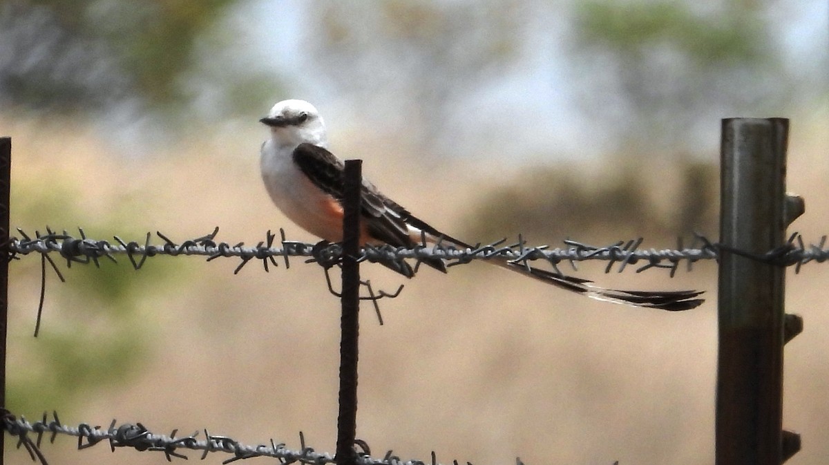 Scissor-tailed Flycatcher - Christopher Pipes