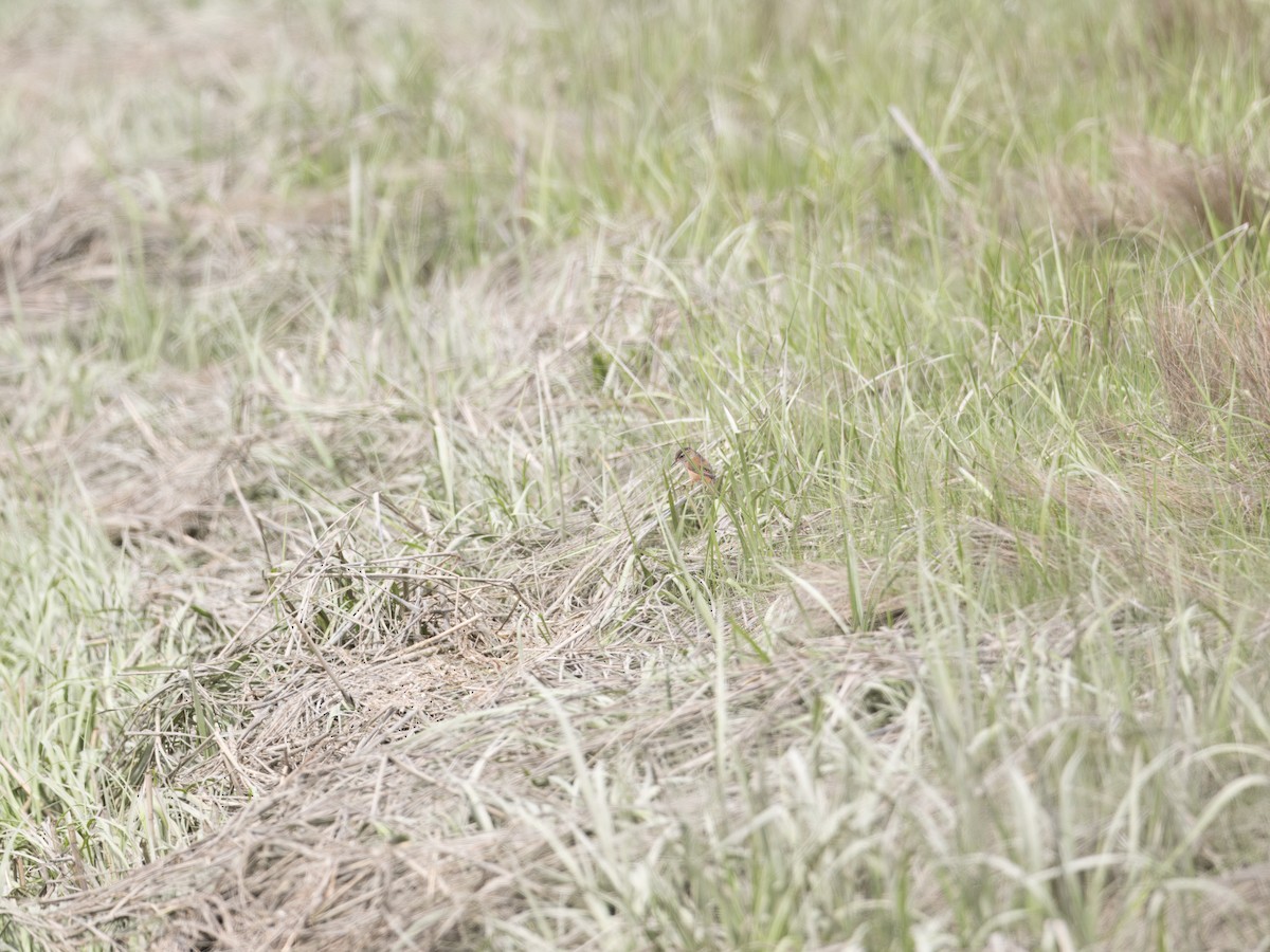 Marsh Wren - Morgan Werner