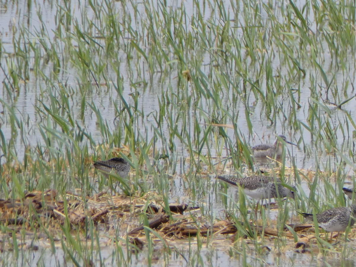 Wilson's Phalarope - Christopher Rustay