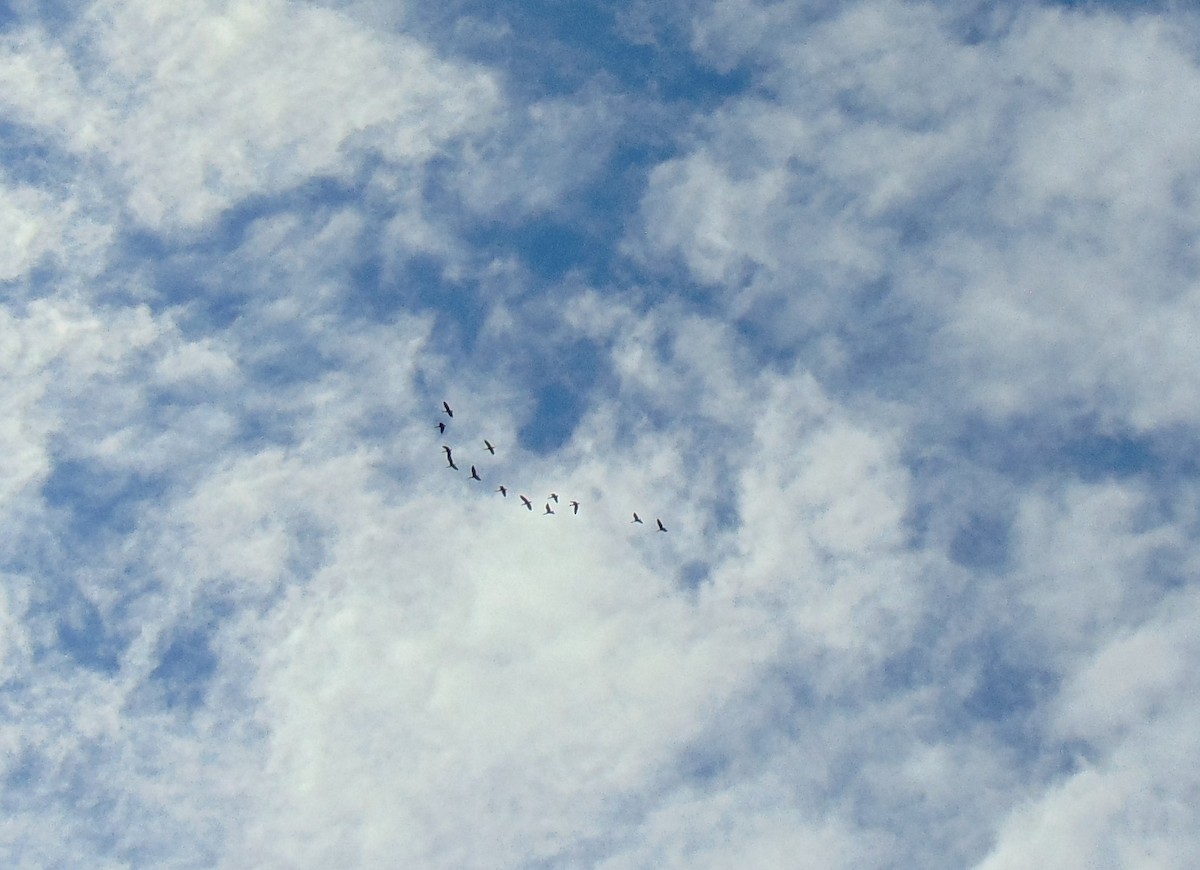 Black-bellied Whistling-Duck - ML618909171