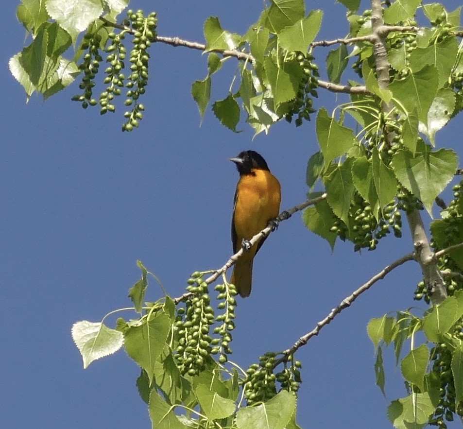 Baltimore Oriole - Jonathan Strandjord