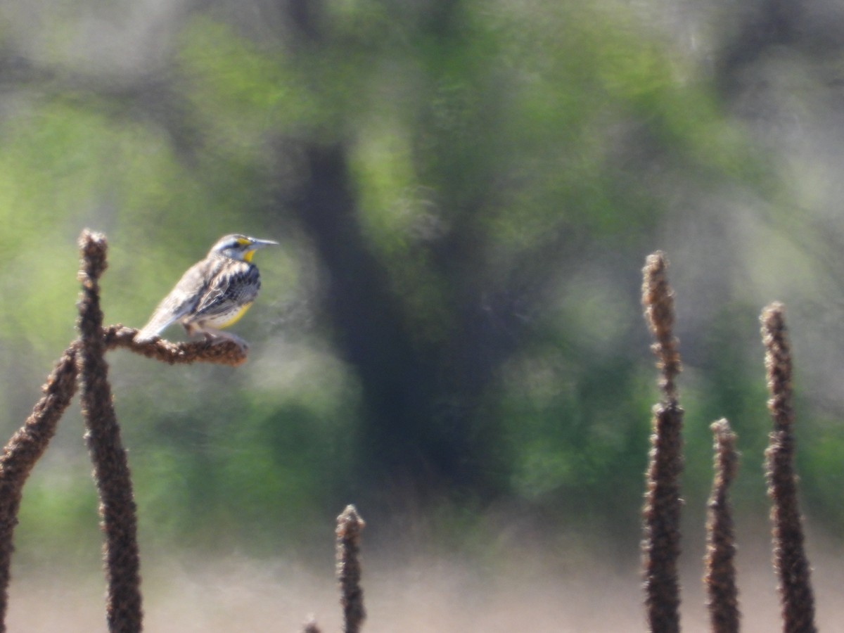 Eastern Meadowlark - Daniel Raleigh