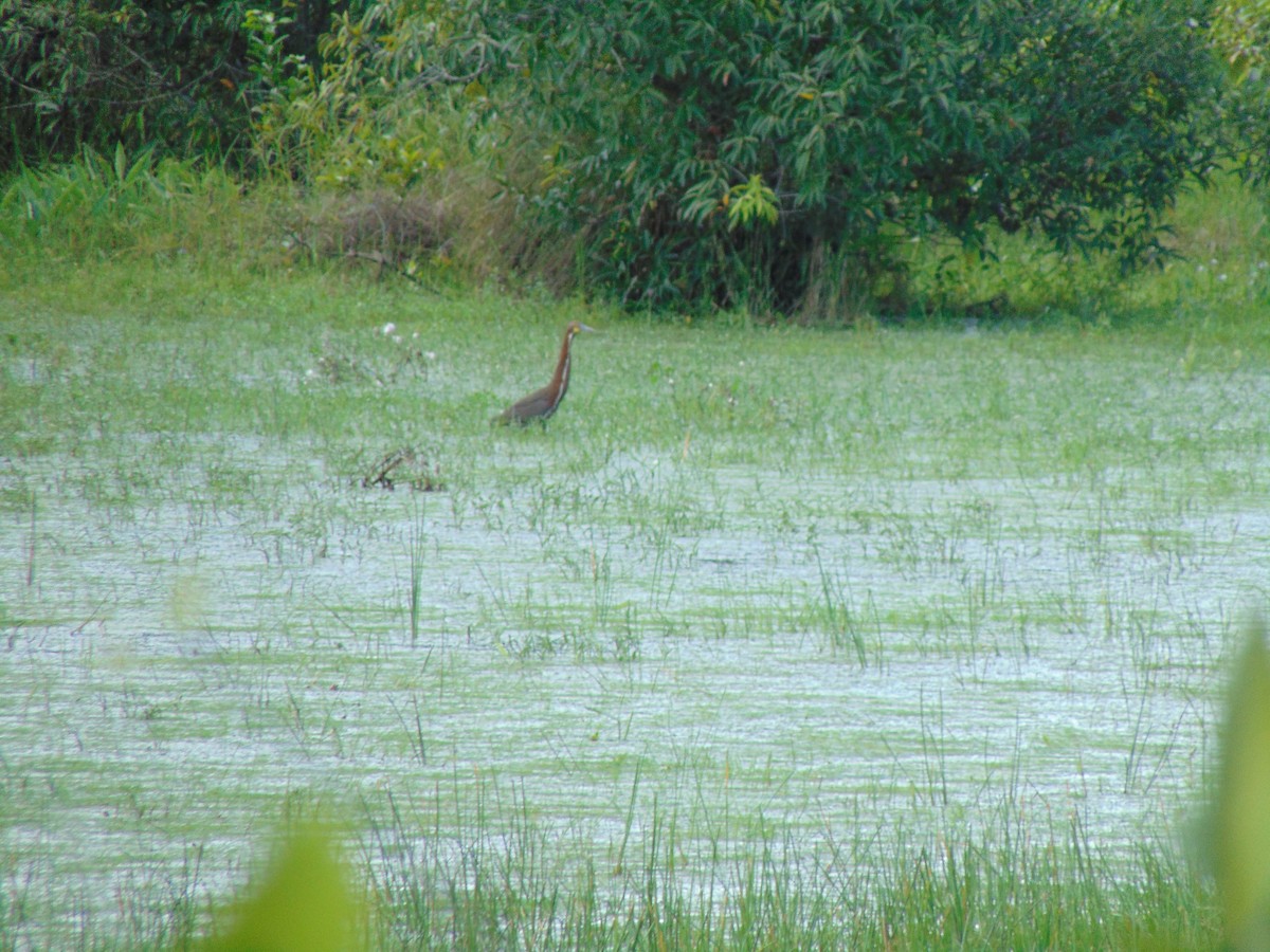 Rufescent Tiger-Heron - ML618909190