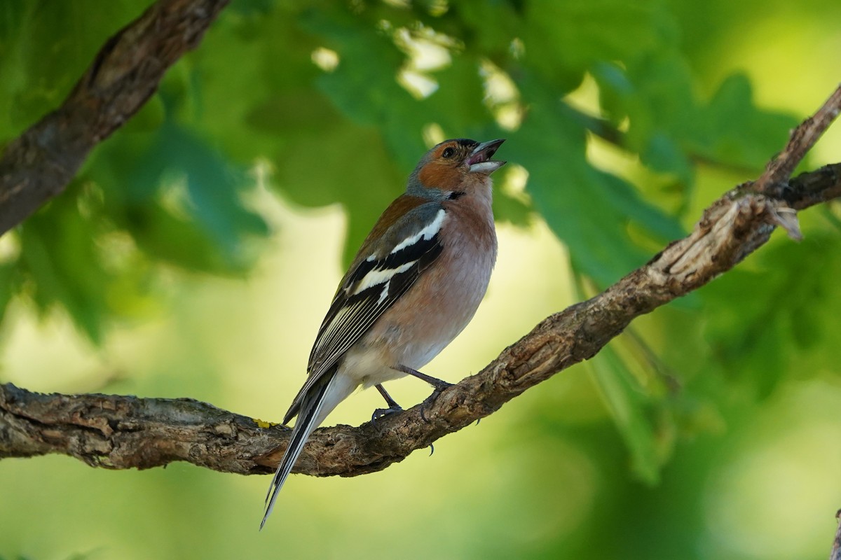 Common Chaffinch - Michal Ostant