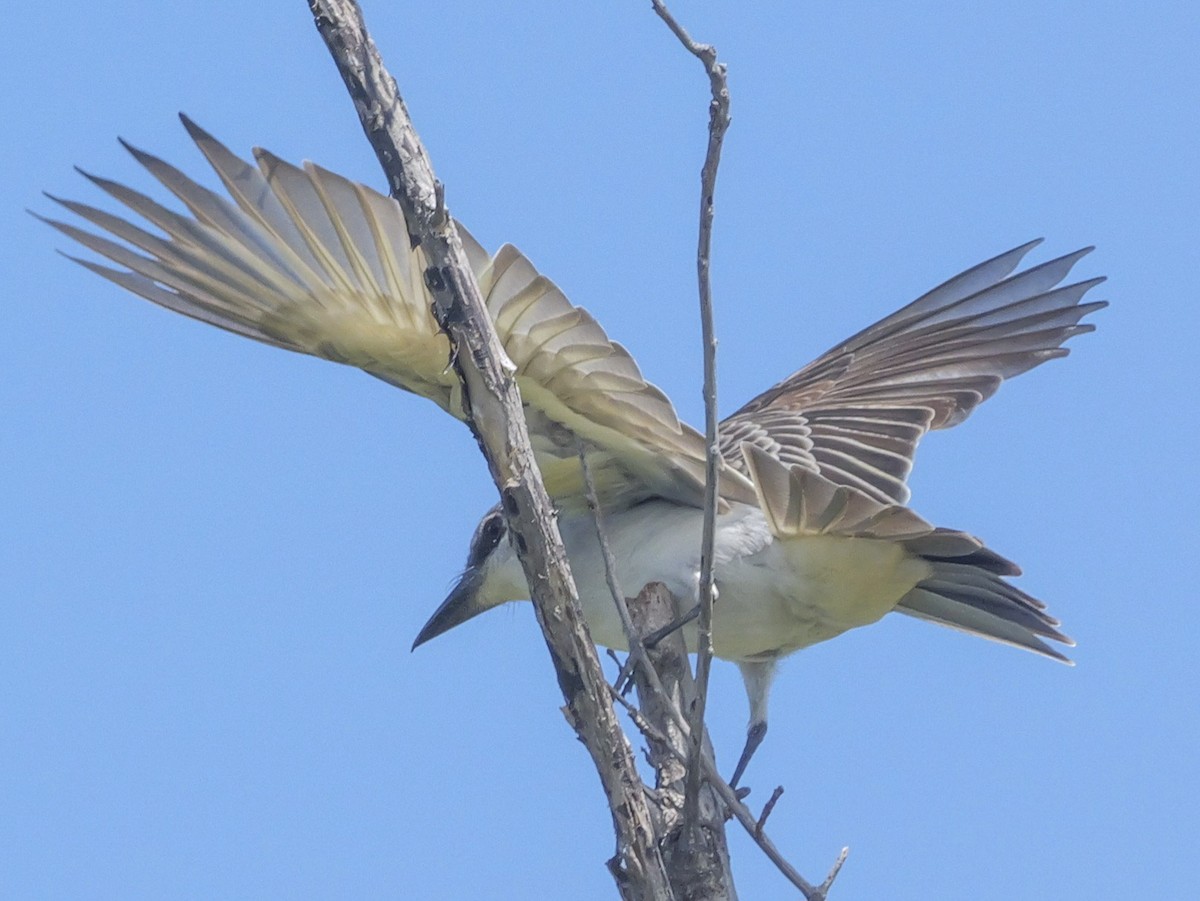 Gray Kingbird - Roger Horn