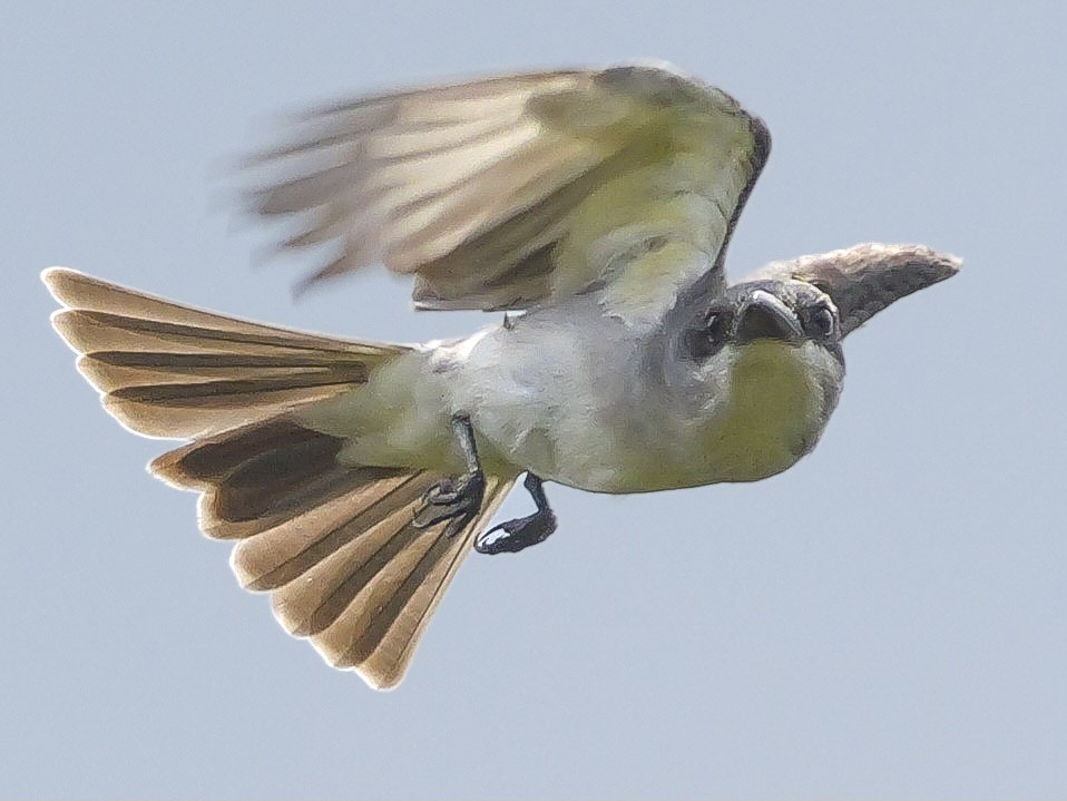 Gray Kingbird - Roger Horn