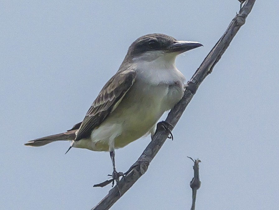 Gray Kingbird - Roger Horn