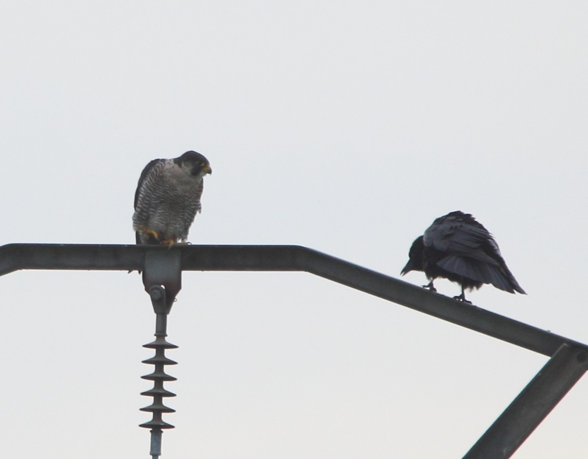 Peregrine Falcon - Pablo Miki Garcia Gonzalez