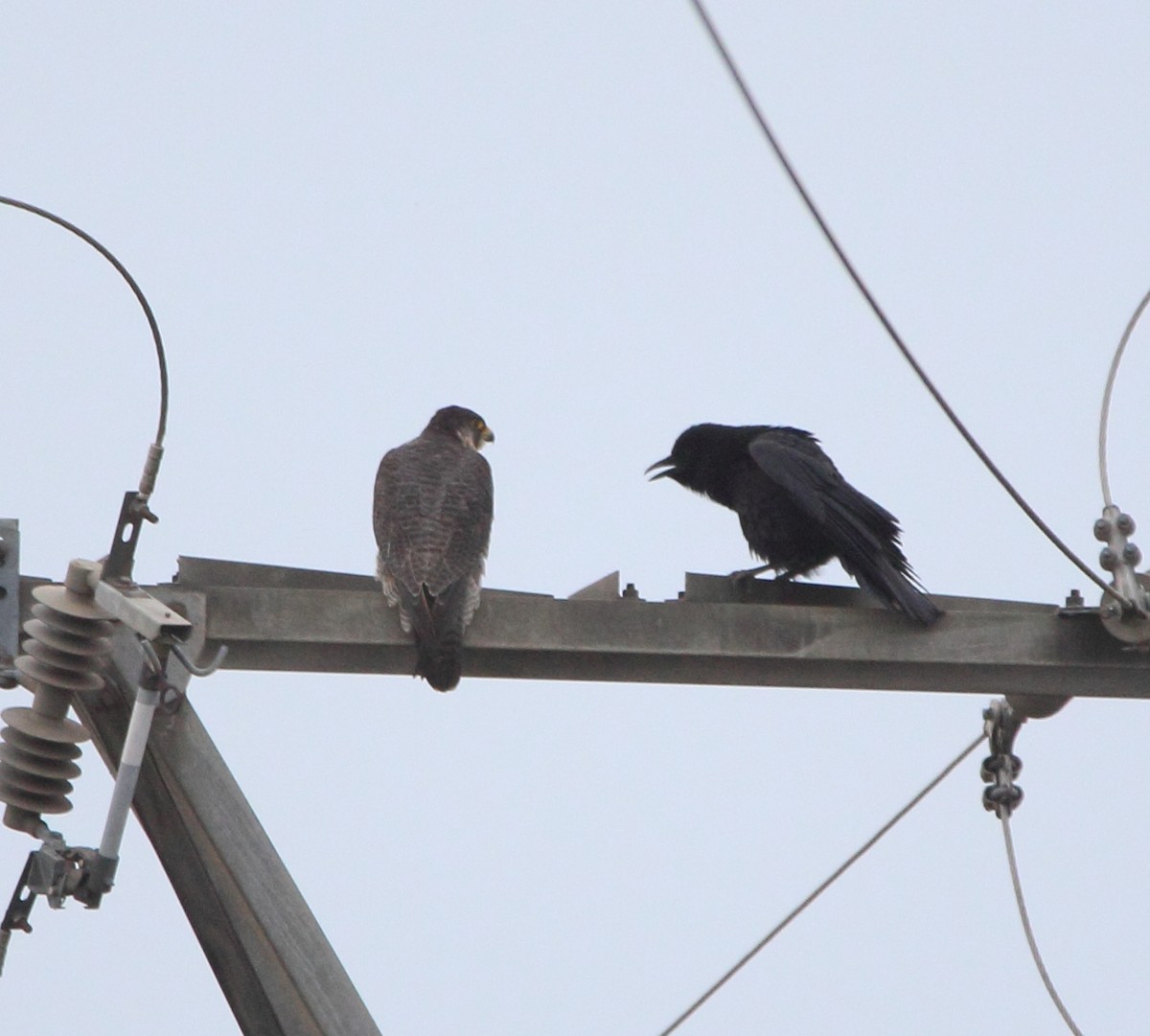 Peregrine Falcon - ML618909202