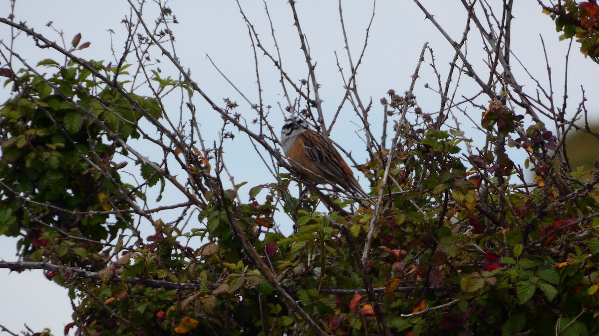 Rock Bunting - Juan Francisco Fernández Bravo