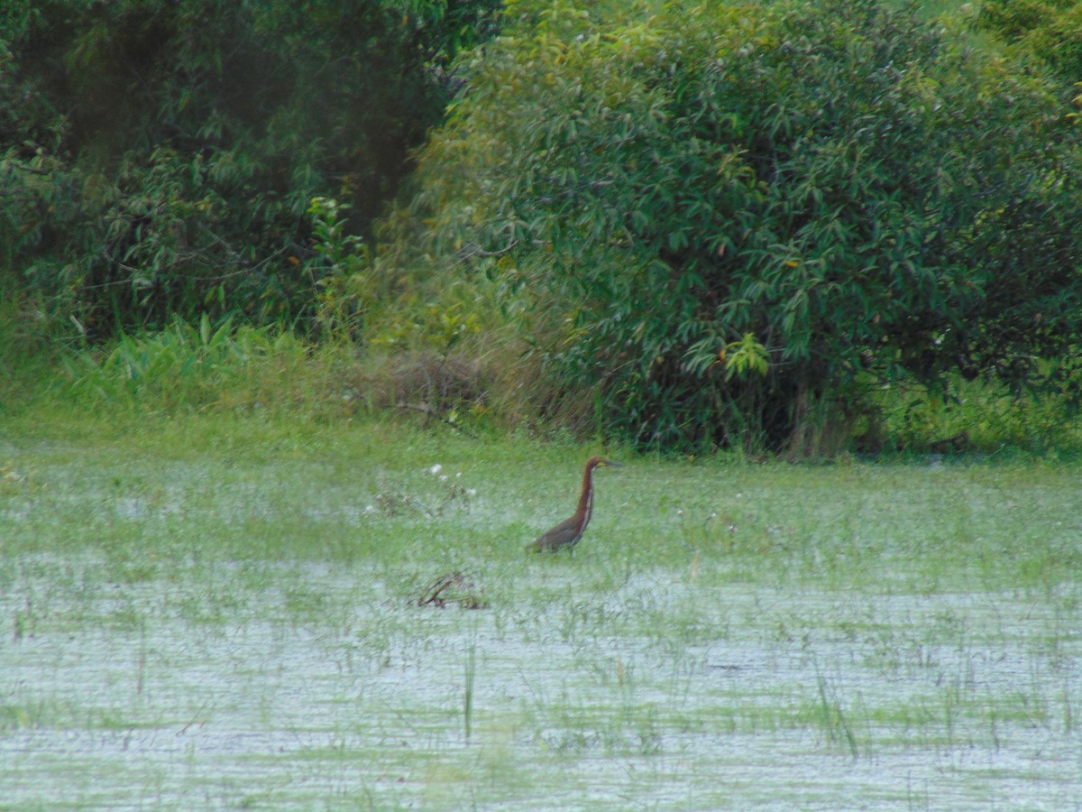 Rufescent Tiger-Heron - ML618909212