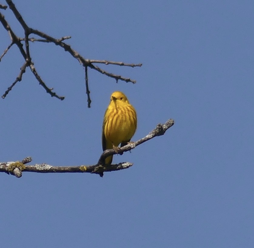 Northern Yellow Warbler - ML618909214