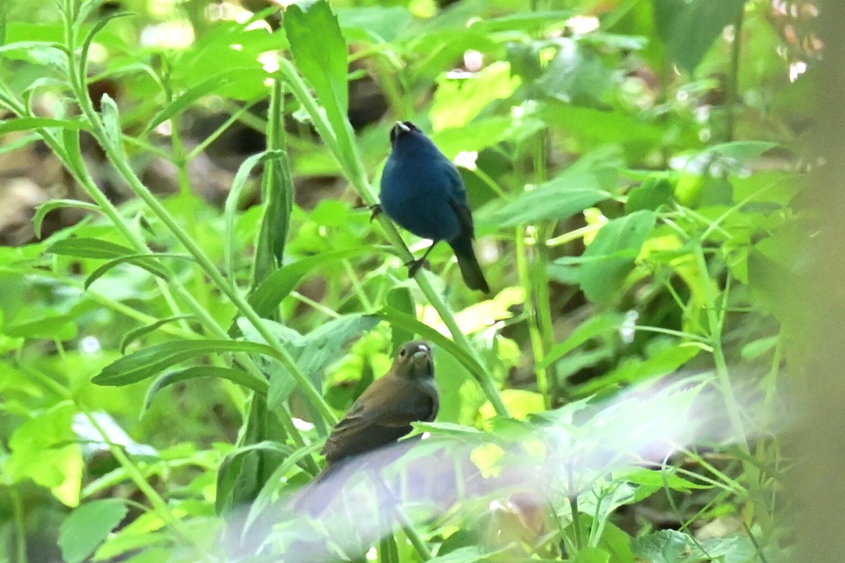 Indigo Bunting - Dale Barlow