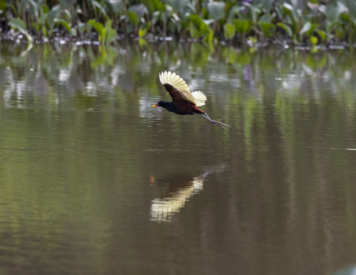 Wattled Jacana - Clarisse Odebrecht