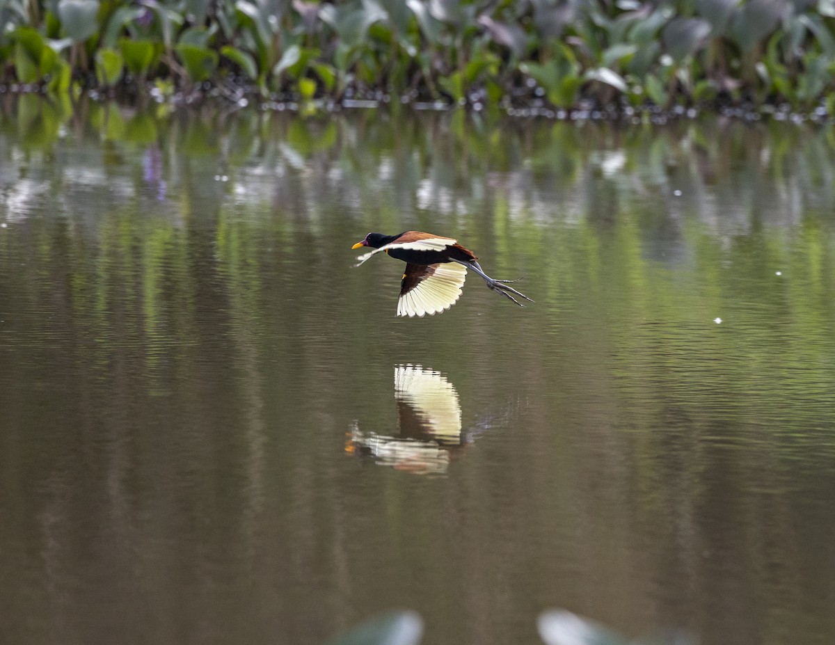 Wattled Jacana - Clarisse Odebrecht