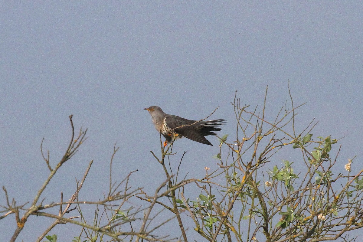 Common Cuckoo - Rainer Seifert