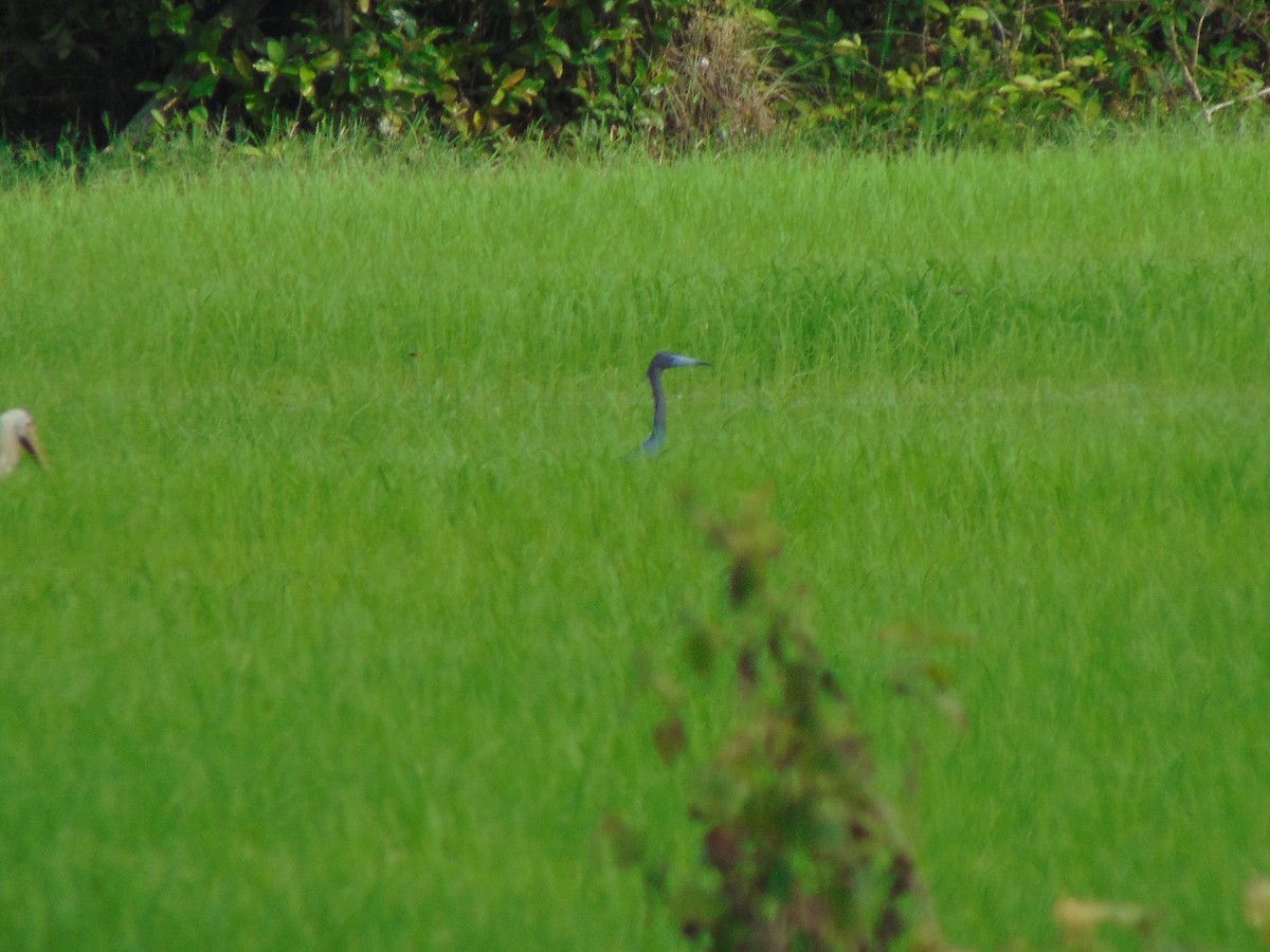 Little Blue Heron - ML618909234