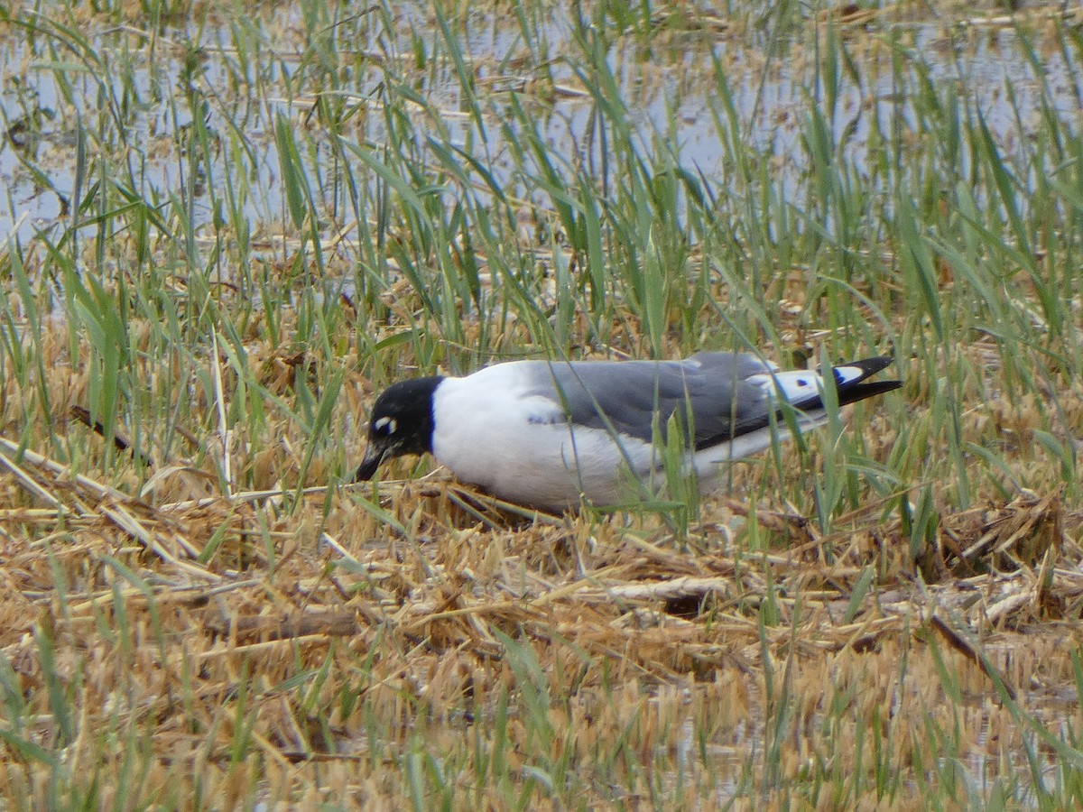 Franklin's Gull - Christopher Rustay