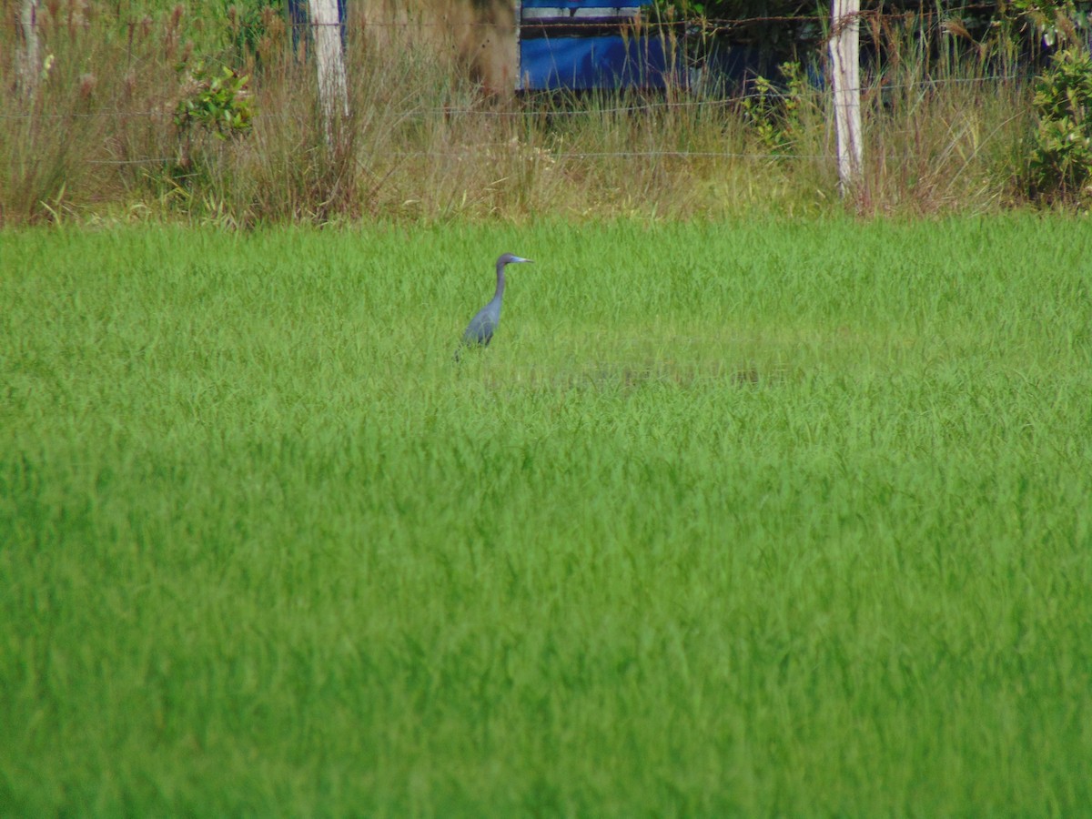 Little Blue Heron - ML618909244
