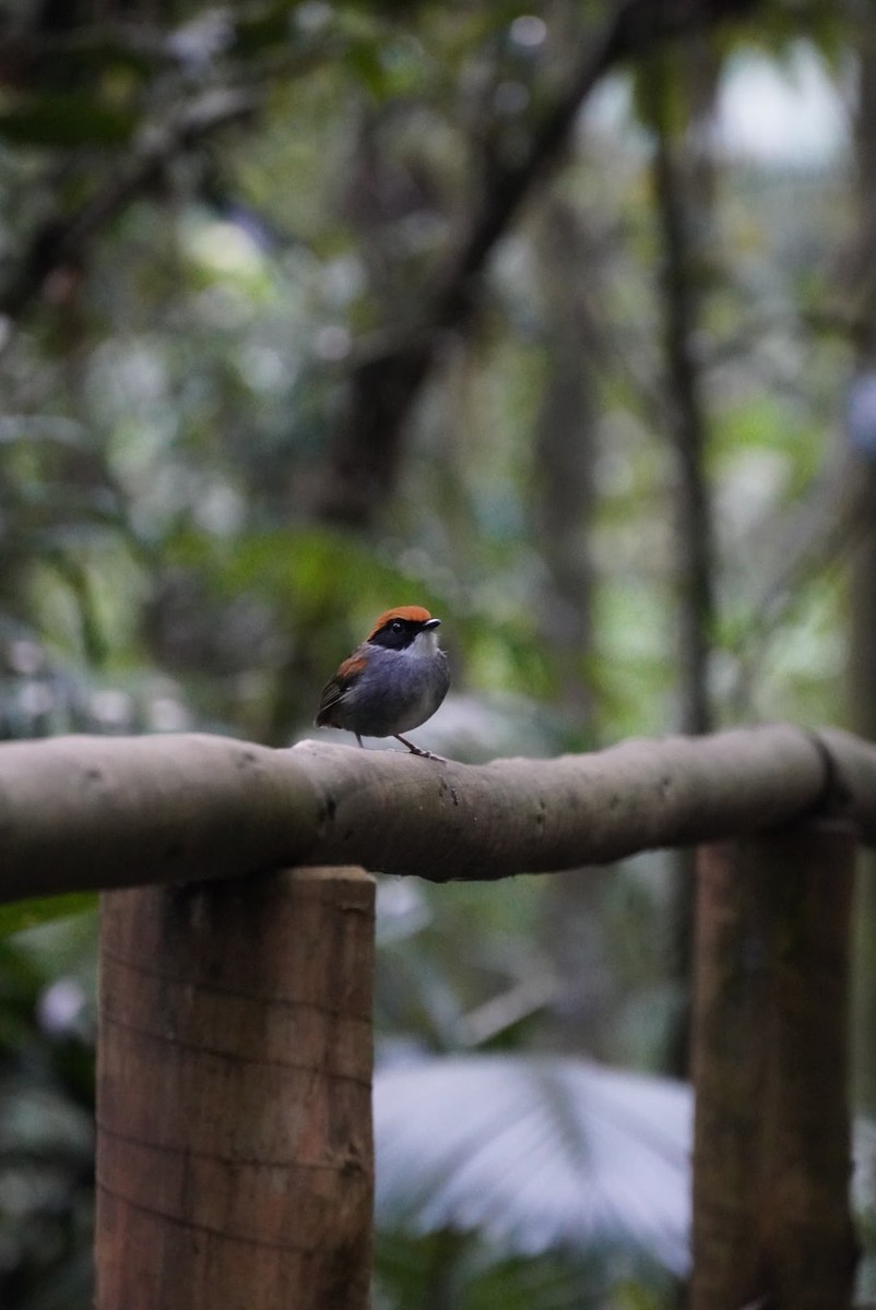 Black-cheeked Gnateater - Leonardo Borrelli