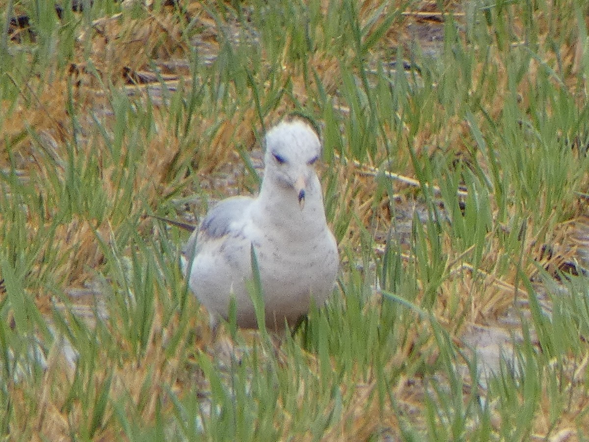 Ring-billed Gull - Christopher Rustay