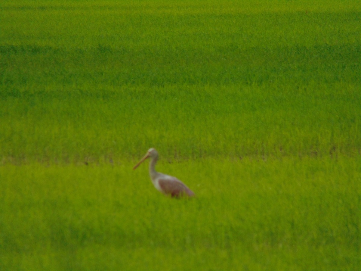Roseate Spoonbill - ML618909283
