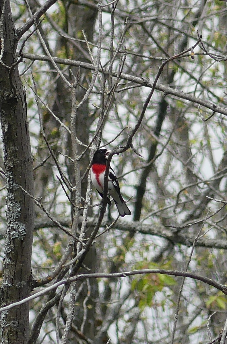 Rose-breasted Grosbeak - ML618909285