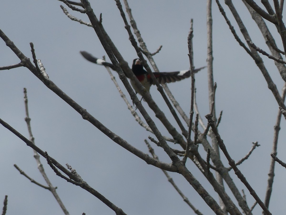 Rose-breasted Grosbeak - ML618909287