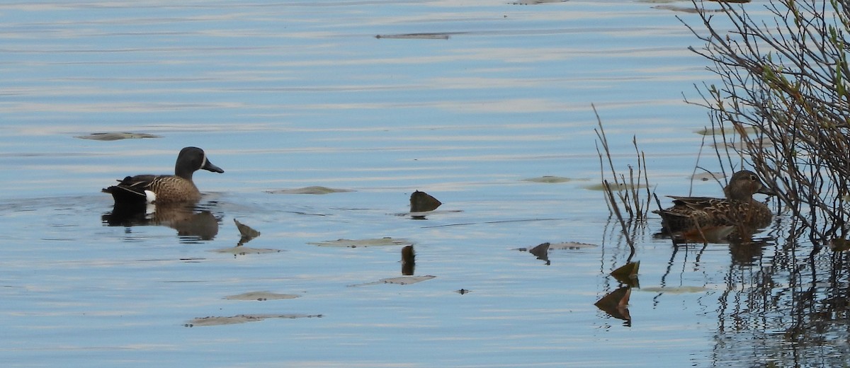 Blue-winged Teal - Germain Savard