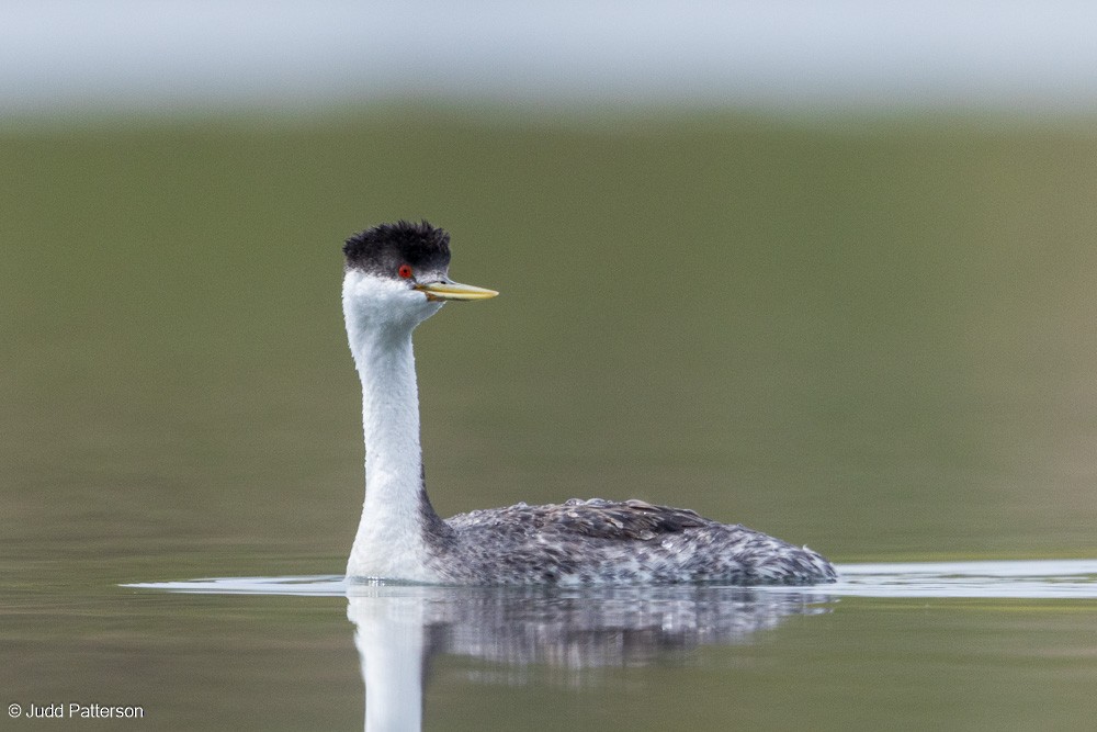 Western Grebe - Judd Patterson