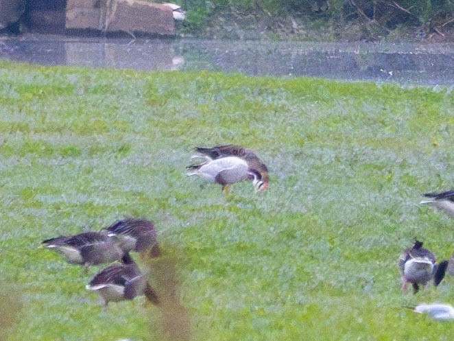 Bar-headed Goose - Katarzyna Matusik