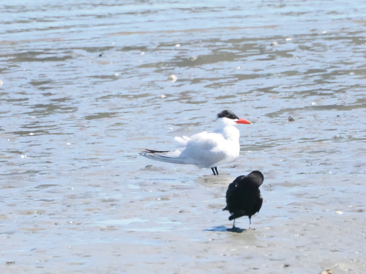 Caspian Tern - ML618909317