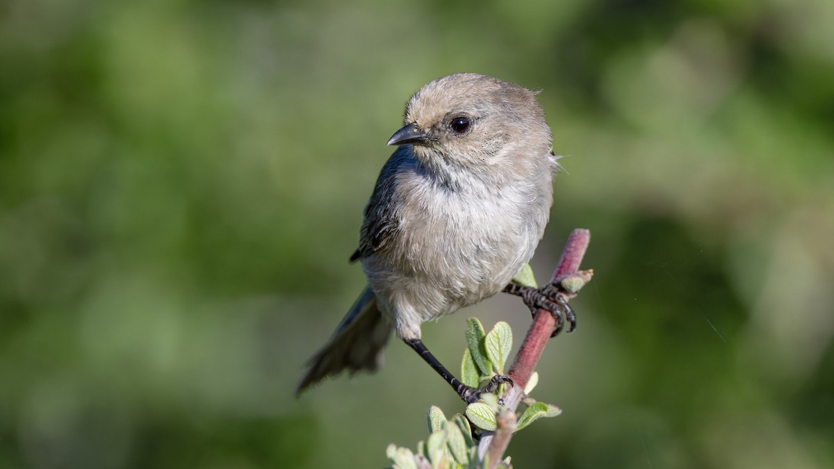 Bushtit - James Livaudais