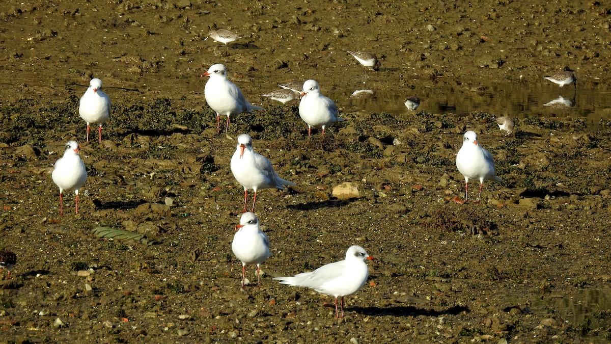 Mediterranean Gull - Ricardo Salgueiro