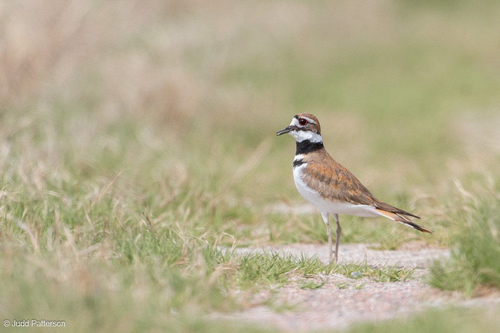 Killdeer - ML618909350