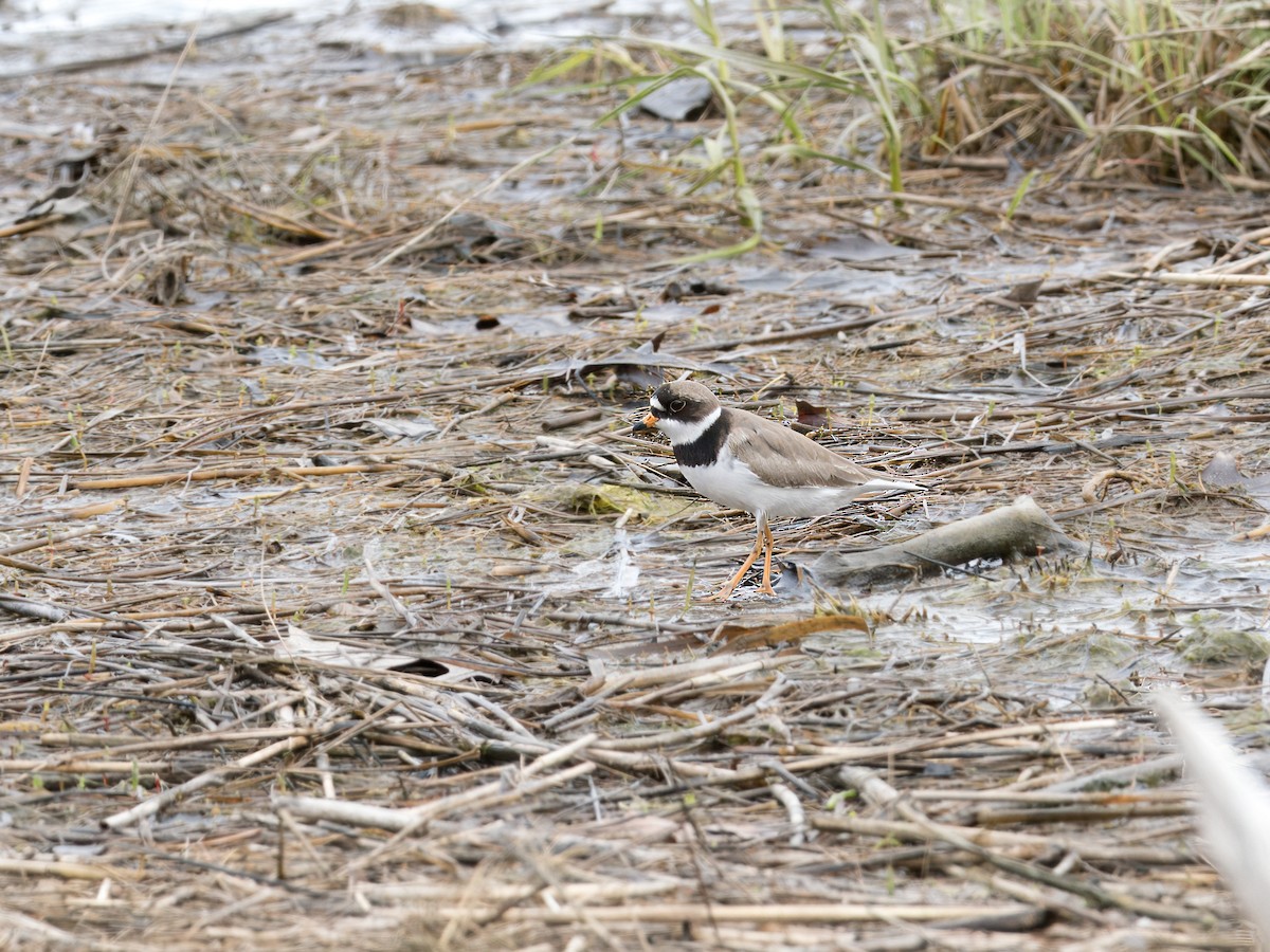 Semipalmated Plover - ML618909371