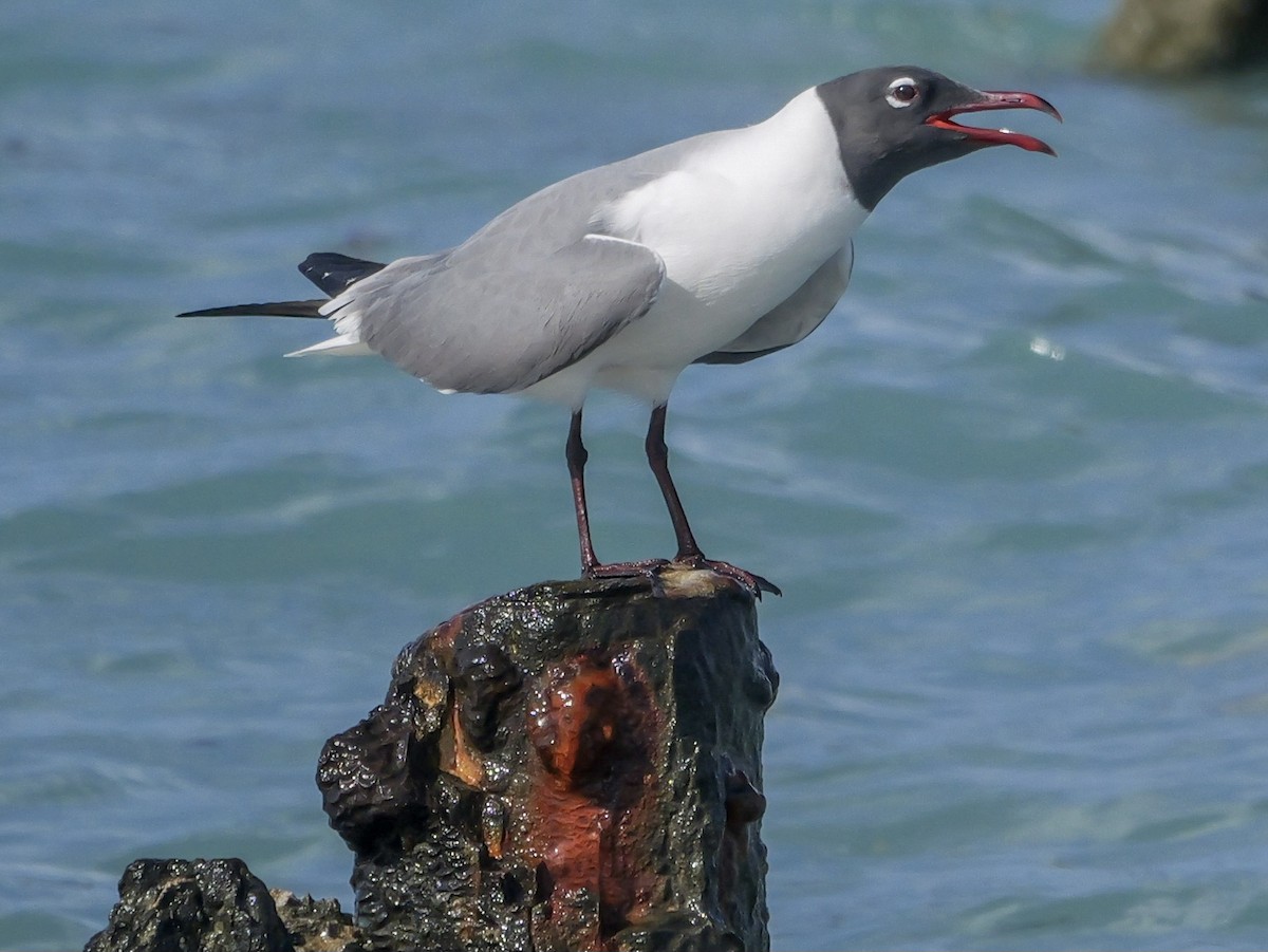 Laughing Gull - Roger Horn