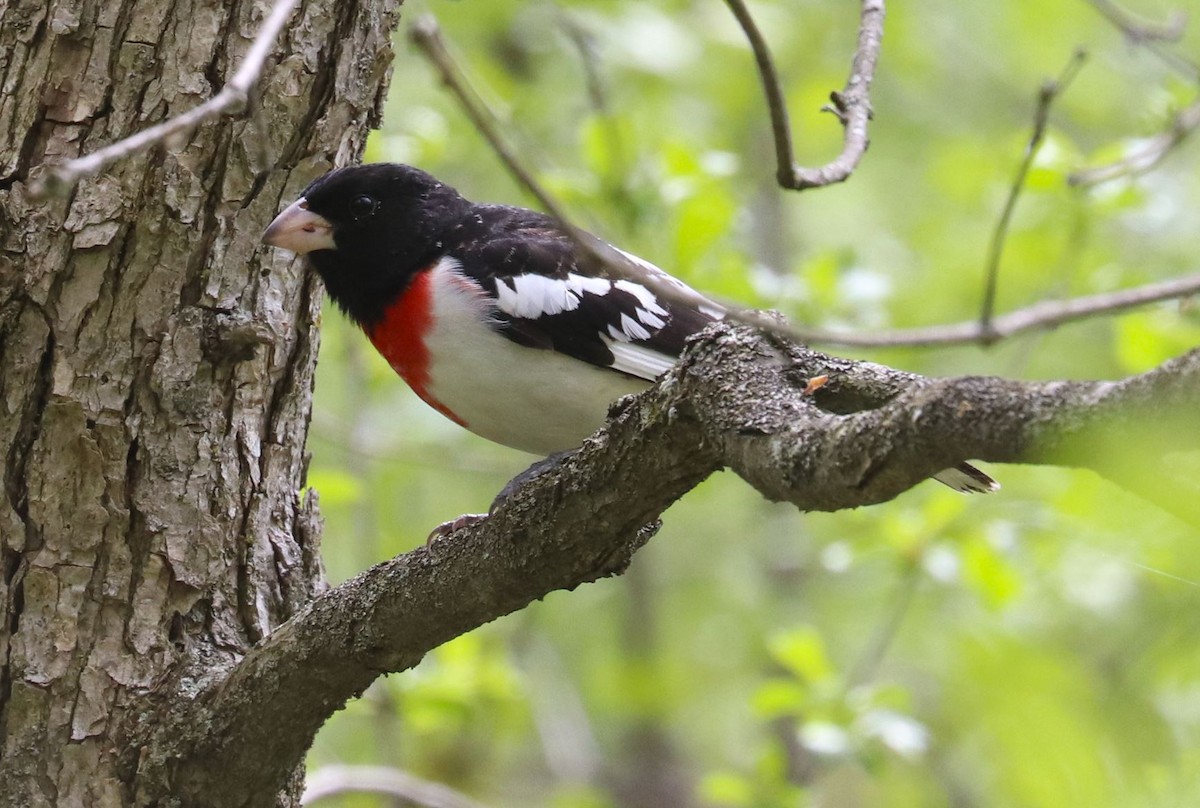 Rose-breasted Grosbeak - Aaron Hywarren