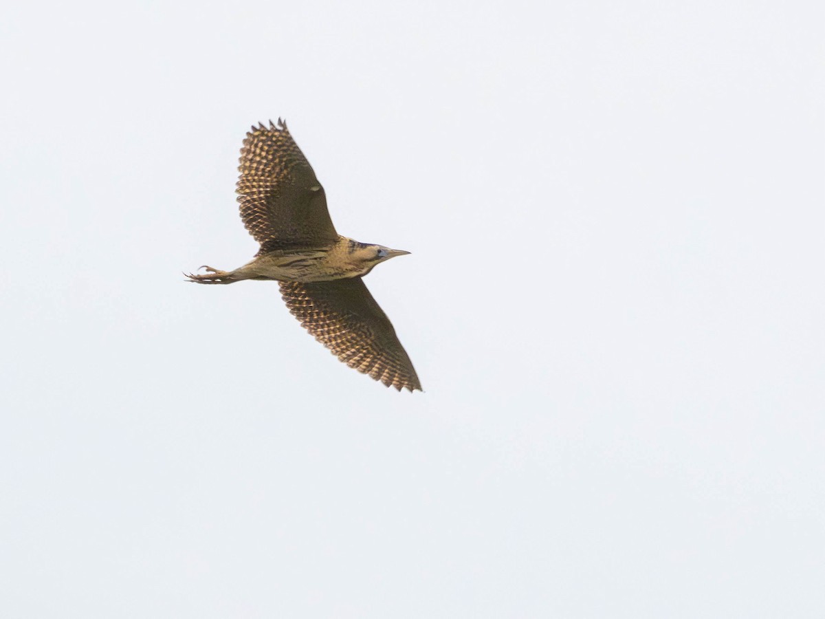 Great Bittern - Katarzyna Matusik