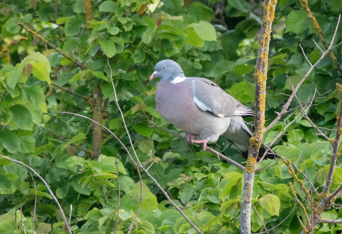 Common Wood-Pigeon (White-necked) - David Factor
