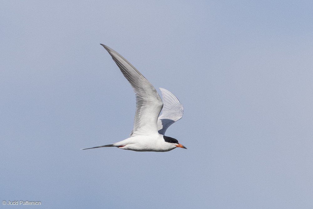 Forster's Tern - Judd Patterson