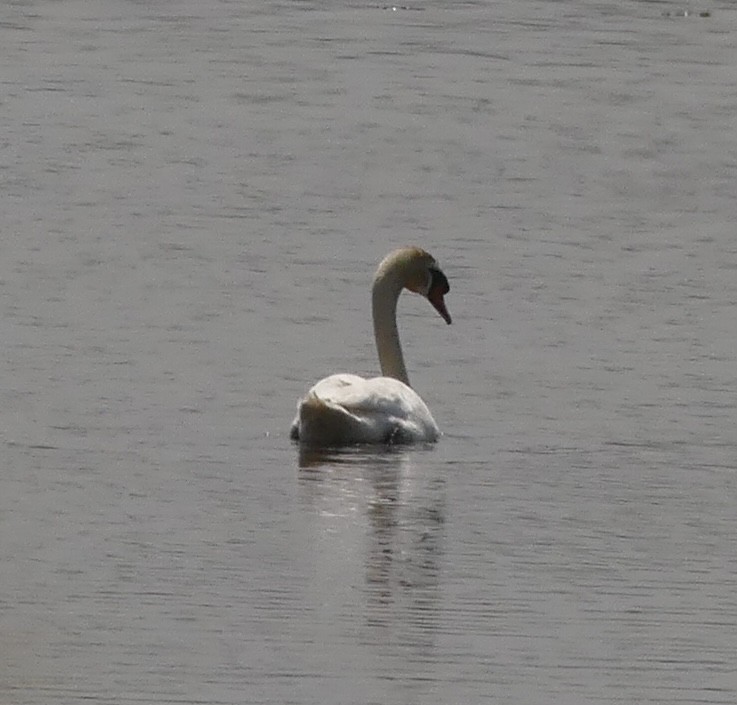 Mute Swan - ML618909420