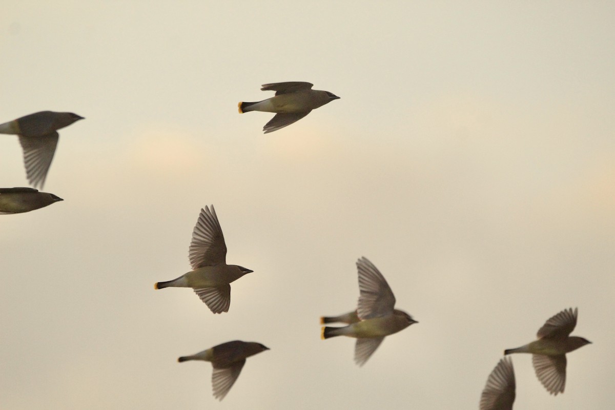 Cedar Waxwing - Logan Anderson