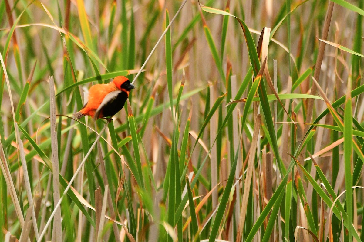Southern Red Bishop - Cole Penning