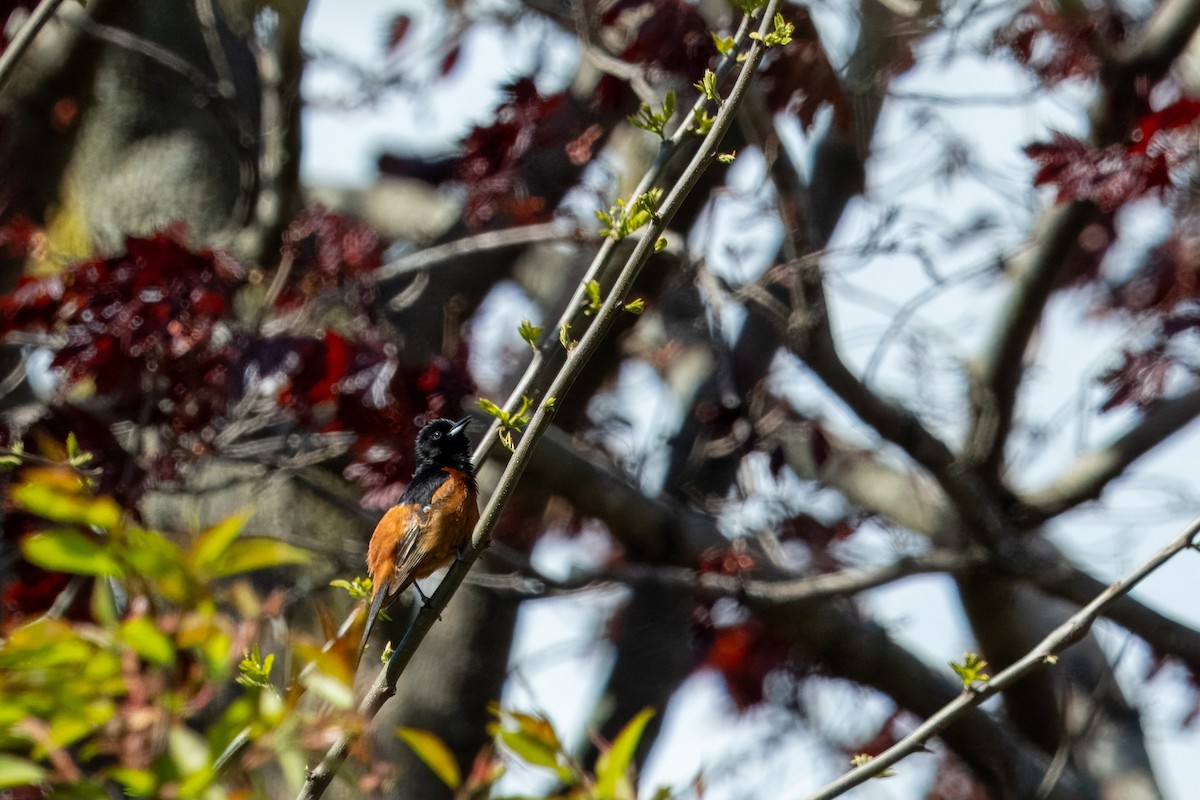 Orchard Oriole - Michael Sullo