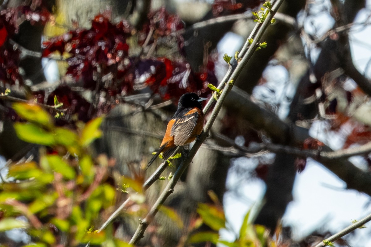 Orchard Oriole - Michael Sullo