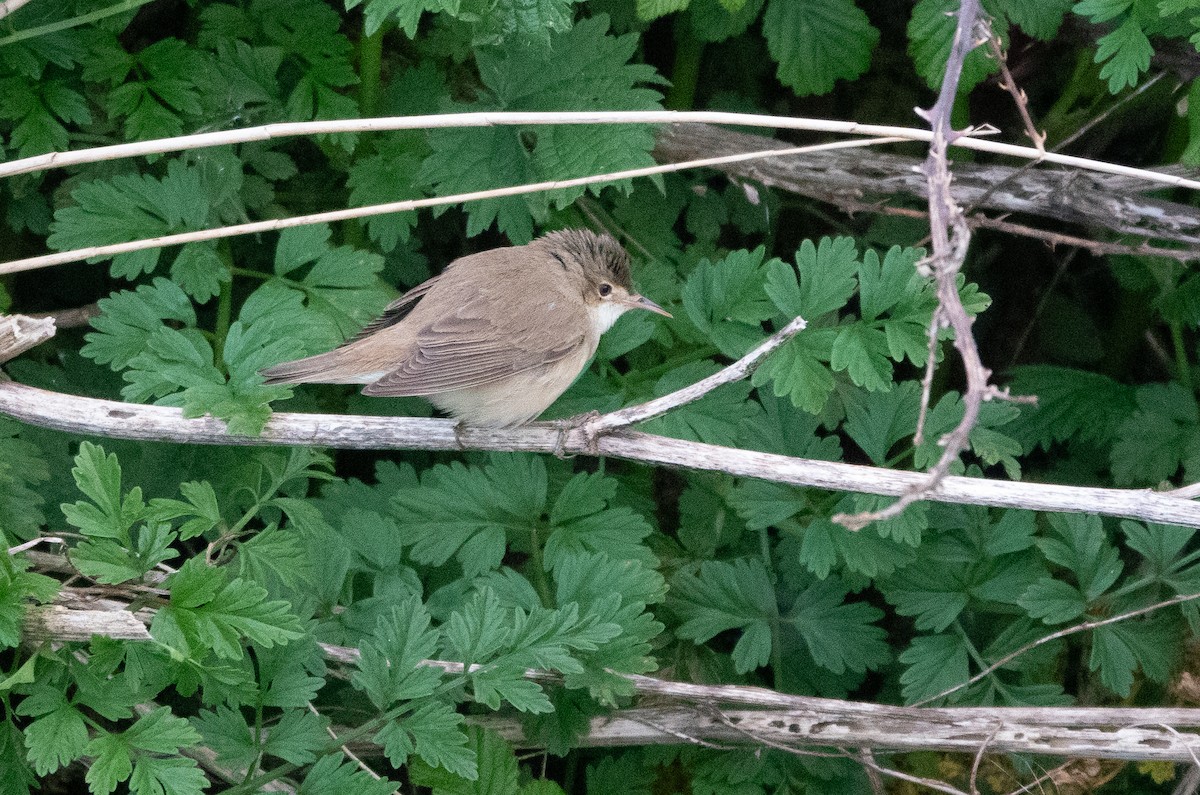 Common Reed Warbler (Common) - ML618909483