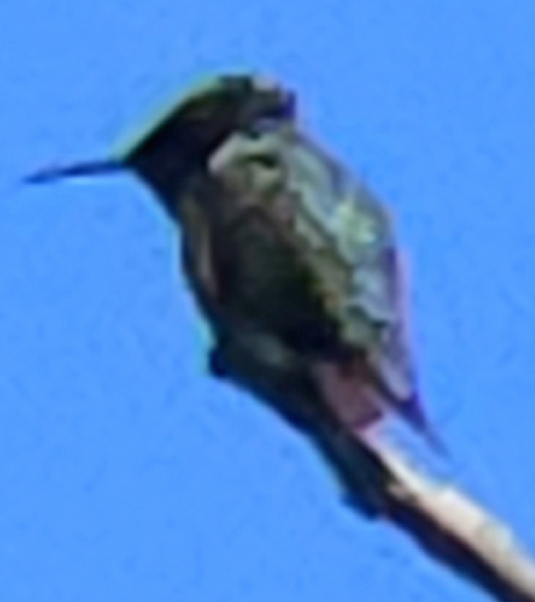 Yakut Boğazlı Kolibri - ML618909485