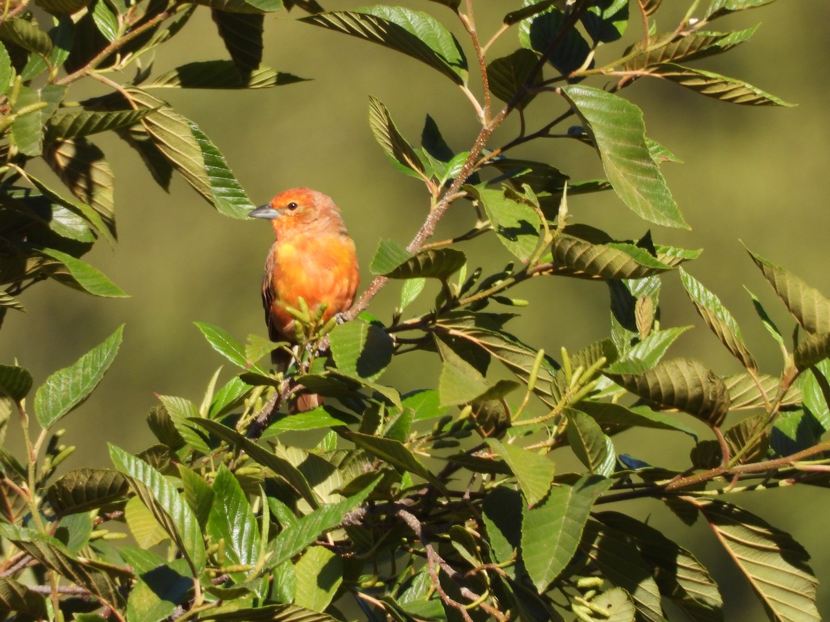 Hepatic Tanager (Lowland) - VICTOR HUGO Achá Garcia